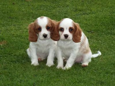 Cavalier King Charles Spaniel evlat edinmek için