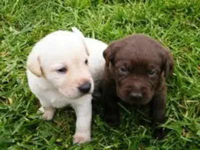 Chiots Labrador à adopter