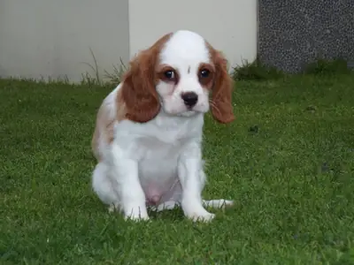Evlat edinmek için Cavalier King Charles Spaniel