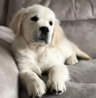 Sevimli Golden Retriever Yavru Sahiplendirme