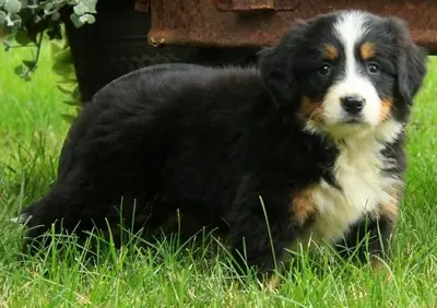 雄性和雌性伯尔尼山犬幼犬