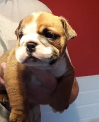 göz alıcı Huu temiz kaliteli bulldog yavruları