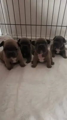 kaliteli AKC kayıtlı Fransız bulldog yavruları