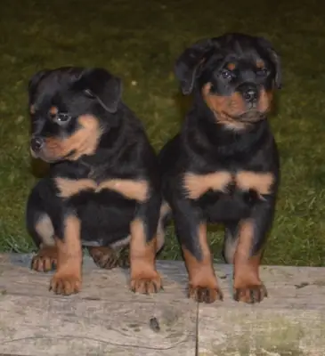 Rottweiler Puppies
