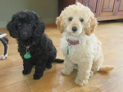 güzel Toy Poodle yavruları