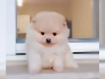 Sağlıklı, mikroçipli Pomeranian yavruları