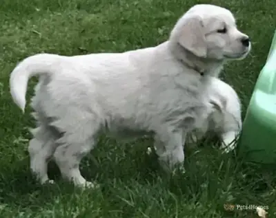 Adorable cachorro Golden Retriever en adopción