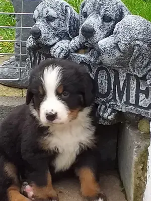 male and female Bernese Mountain pups