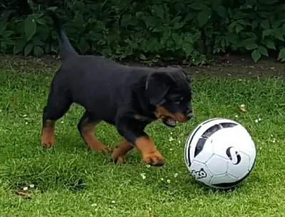 Cachorros Rottweiler