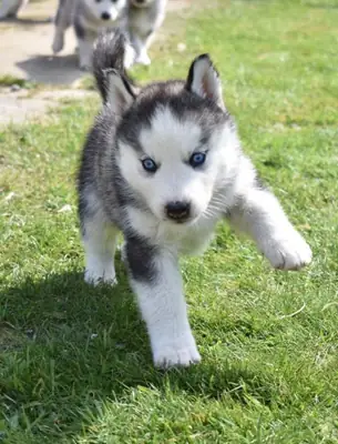 akc kayıtlı siberian husky yavruları