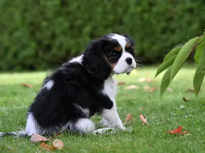 Bu güzel 3 aylık dişi Cavalier King Charles Spaniel yavrusu ile tanışın,