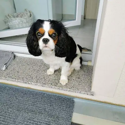 Sevimli erkek cavalier King Charles Spaniel yavrusu