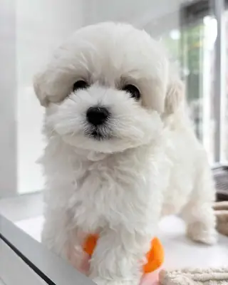 Mia ile Tanışın — Tatlı 3 Aylık Dişi Maltipoo