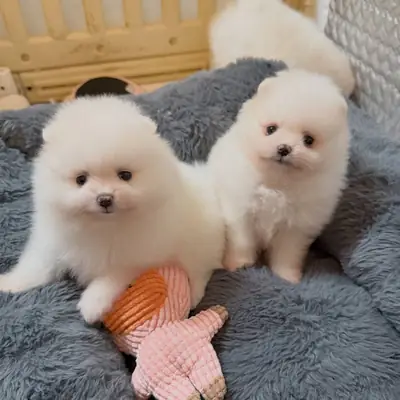 Bu Tatlı Dişi Pomeranian ile Tanışın!