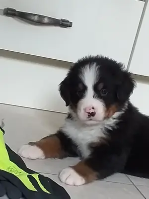 chiots mâles et femelles de montagne bernois