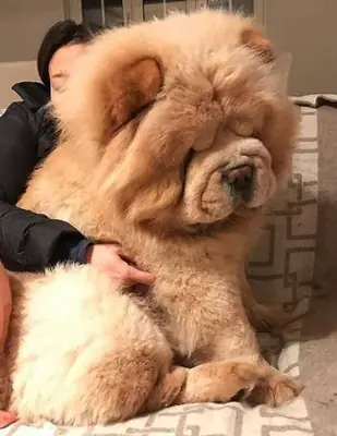 纯种松狮犬可供配种..
