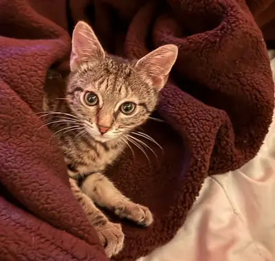 2岁纯种美国短毛猫母猫——适合配种..