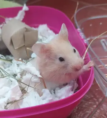 我的中国仓鼠走丢了。