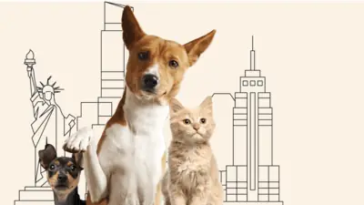 纽约市宠物美容