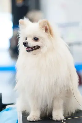 我们的博美幼犬正在寻找伴侣。