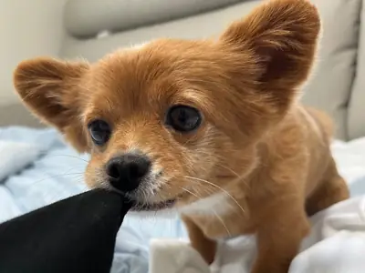 Jeju犬领养｜忠诚且适应力强