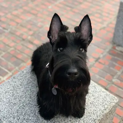 Scottish Terrier走失｜请帮忙寻找