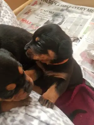 Rottweiler Yavruları