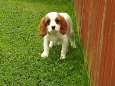 Evlat edinmek için Cavalier King Charles Spaniel