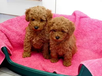 güzel Toy Poodle yavruları