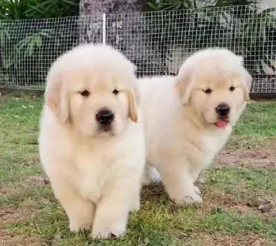 Adorable Golden Retriever Puppy For Adoption