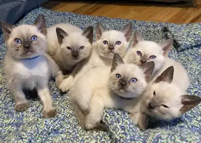 Siamese Kittens