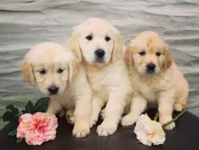 Adorable Golden Retriever Puppy For Adoption