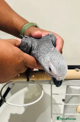Ручной African Grey 4 месяца с клеткой