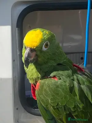 Amazon parrot