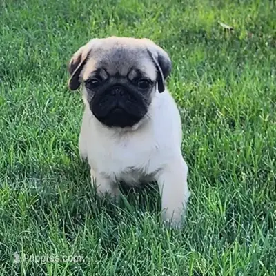 巴哥犬幼崽