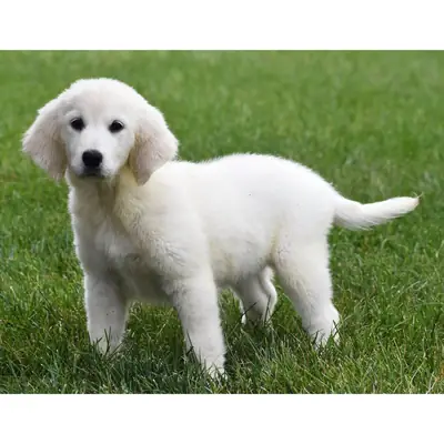female Golden Retriever Puppy