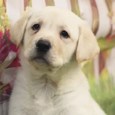 Labrador Retriever Yavru