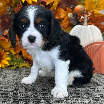 male Cavalier King Charles Spaniel Puppy