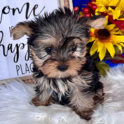 Yorkshire Terrier Yavruları