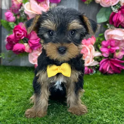 Yorkshire Terrier