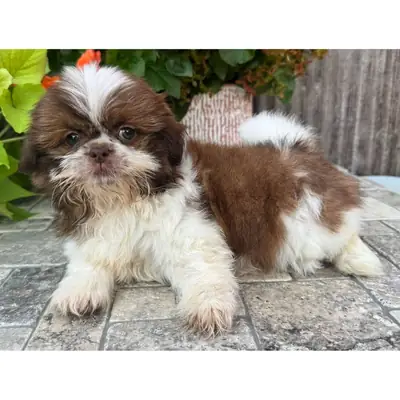 Shih Tzu Yavru