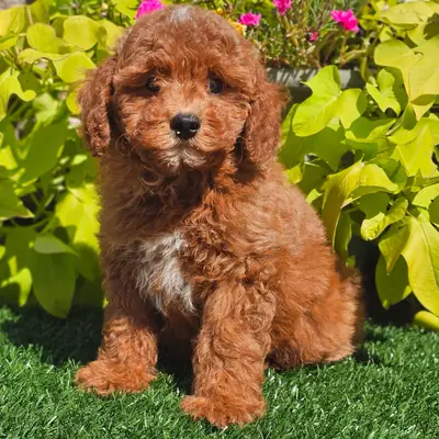 Poodle Yavru