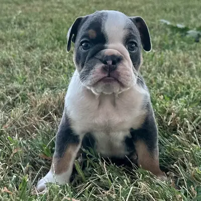 Bulldog Yavru
