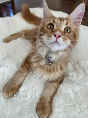 🐾 缅因猫出售 🐾