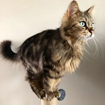 🐆🐱 孟加拉猫出售 🐱🐆