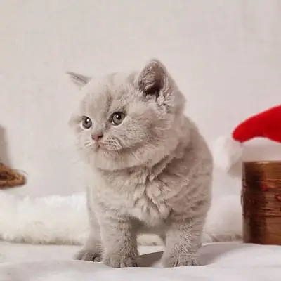 🐱 英国短毛猫出售 🐱
