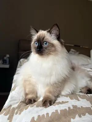 🐱💙 美丽的布偶猫出售 💙🐱