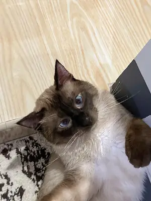 🐱💙 出售暹罗猫 💙🐱