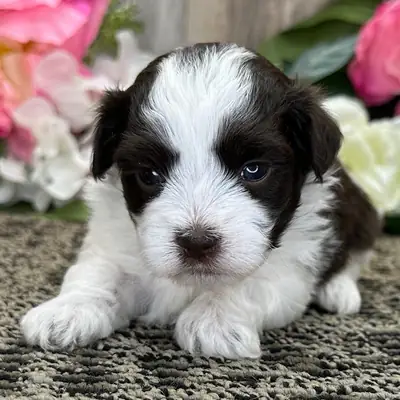 Havanese Yavruları