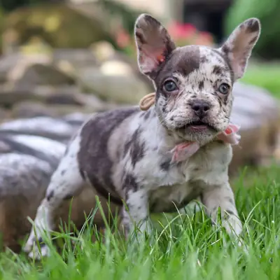 Fransız Bulldog Yavruları